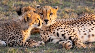 Terancam Punah, Cheetah Sahara Terlihat Pertama Kalinya dalam Satu Dekade