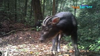 Kambing Hitam Sumatera Terlihat di Gunung Leuser, Intip Daya Tarik TNGL