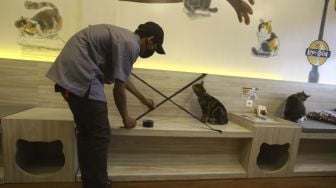 Intip Persiapan Kafe Kucing Menyambut New Normal