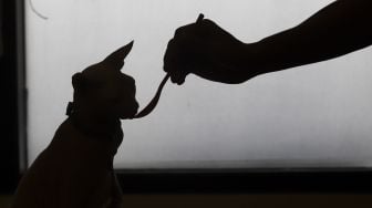 Pekerja memberi makan kucing di Kopi Cat Cafe by Groovy Kemang, Jakarta, Senin (1/6). [Suara.com/Angga Budhiyanto]