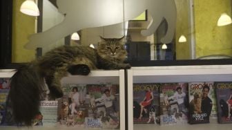 Seekor kucing bermain di Kopi Cat Cafe by Groovy Kemang, Jakarta,Senin (1/6). [Suara.com/Angga Budhiyanto]