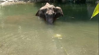 Gajah Sumatera Betina Ditemukan Terluka di Sebagian Tubuhnya