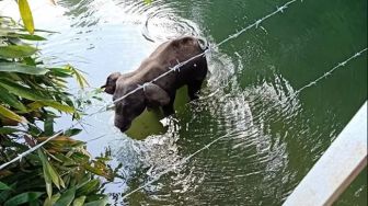 Seekor Gajah Hamil di India Mati setelah Makan Nanas Isi Petasan