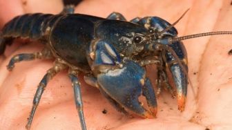 Harga Belum Stabil, Pembudidaya Lobster di Lampung Tunda Panen