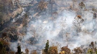 Studi: Indonesia Berhasil Tekan Deforestasi, Tapi Masih Tiga Besar Dunia 