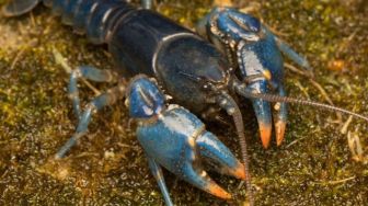 Peneliti Temukan Lobster Biru, Setelah 45 Tahun Tak Terlihat