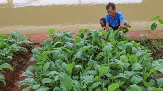Pak Muktar memanen sayur sawi yang ditanamnya di Kolong Tol Becakayu, Kalimalang, Jakarta Timur, Sabtu (6/6). [Suara.com/Alfian Winanto]