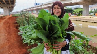 Pak Muktar memanen sayur sawi yang ditanamnya di Kolong Tol Becakayu, Kalimalang, Jakarta Timur, Sabtu (6/6). [Suara.com/Alfian Winanto]