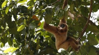 Seekor owa putih atau juga dikenal dengan sebutan owa ungko (Hylobates agilis) yang telah dilepasliarkan ke alam liar oleh Balai Konservasi Sumber Daya Alam berada di atas pohon kawasan hutan Aceh Jaya, Aceh, Minggu (7/6/2020).  [ANTARA FOTO/Irwansyah Putra]