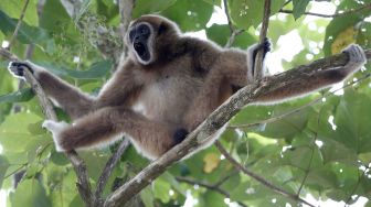 Seekor owa putih atau juga dikenal dengan sebutan owa ungko (Hylobates agilis) yang telah dilepasliarkan ke alam liar oleh Balai Konservasi Sumber Daya Alam berada di atas pohon kawasan hutan Aceh Jaya, Aceh, Minggu (7/6/2020).  [ANTARA FOTO/Irwansyah Putra]