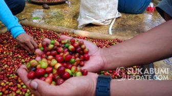 Panen Tahap Pertama, Kopi Jampang Sukabumi Siap Manjakan Lidah