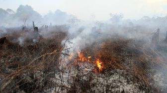 Kobaran api menyala dari lahan gambut yang terbakar di Desa Peunaga Cut Ujong, Meureubo, Aceh Barat, Aceh, Rabu (10/6/2020). [ANTARA FOTO/Syifa Yulinnas]