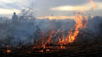 Kobaran api menyala dari lahan gambut yang terbakar di Desa Peunaga Cut Ujong, Meureubo, Aceh Barat, Aceh, Rabu (10/6/2020). [ANTARA FOTO/Syifa Yulinnas]