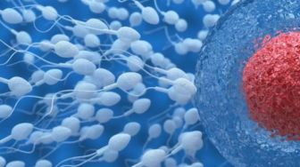 Temuan Baru, Ternyata Sel Telur Juga Hanya Pilih Sperma Berkualitas
