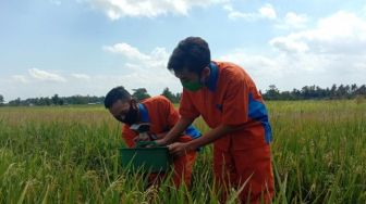 Canggih, SMK Pundong Ciptakan Alat Penangkap Hama Wereng Ramah Lingkungan