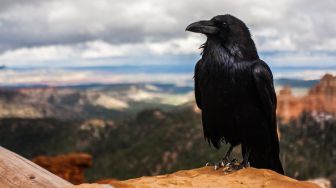 4 Arti Mimpi Burung Gagak, Benarkah Pertanda Buruk?