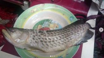 Warga Santap Ikan Arwana Seharga Puluhan Juta, Ini Penjelasan MUI