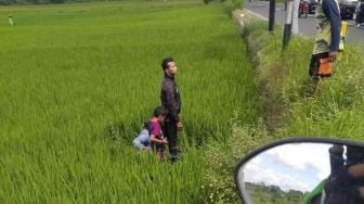 Rombongan Pesepeda Terobos Lampu Merah, Satu Keluarga 'Nyemplung' Sawah