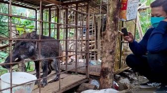 Kisah Bawor, Penemu Babi Berkaki Ceker Ayam