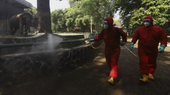 Petugas memberi makan jerapah di lingkungan Taman Margasatwa Ragunan (TMR), Jakarta, Rabu (17/6). [Suara.com/Angga Budhiyanto]