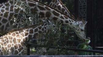 Petugas memberi makan jerapah di lingkungan Taman Margasatwa Ragunan (TMR), Jakarta, Rabu (17/6). [Suara.com/Angga Budhiyanto]