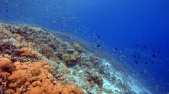 KKP Siapkan Protokol New Normal Pariwisata Berkelanjutan di Raja Ampat