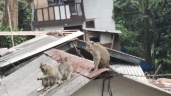 Fenomena Kawanan Monyet Turun Gunung Makan Korban, Satu Warga Tasikmalaya Dilarikan ke Rumah Sakit