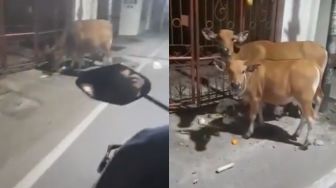 Sapi Nengok Dipanggil "Bang", Reaksinya Ditanya Alamat Bikin Ngakak