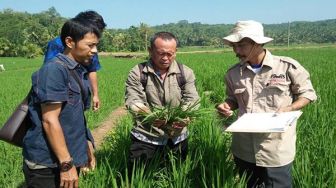 Petani di Lebak Selatan Menjerit Langkanya Pupuk Subsidi