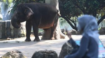 Pengunjung memotret satwa saat berkunjung di Taman Margasatwa Ragunan (TMR), Jakarta, Sabtu (20/6/2020).  [ANTARA FOTO/Akbar Nugroho Gumay]