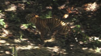 Harimau Corina Dilepas di Semenanjung Kampar, Usai Jalani Rehabilitasi