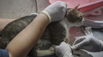 Dokter hewan memeriksa kesehatan kucing pada acara pengobatan gratis dan donor darah kucing di Klinik Dokter Hewan Nury, Kalilarangan, Solo, Jawa Tengah, Minggu (21/6). [ANTARA FOTO/Mohammad Ayudha]