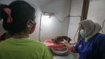 Dokter hewan memeriksa kesehatan kucing pada acara pengobatan gratis dan donor darah kucing di Klinik Dokter Hewan Nury, Kalilarangan, Solo, Jawa Tengah, Minggu (21/6). [ANTARA FOTO/Mohammad Ayudha]