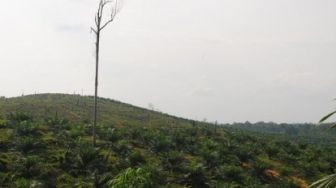 Kuansing Hanya Miliki Satu Orang Polhut Awasi 300 Ribu Hektar Kawasan Hutan