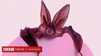 Sanggahan Ilmuwan: Kelelawar Mungkin Bukan Penyebar COVID-19