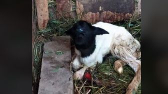 Geger Penampakan Anak Kambing Bermata Satu di Sumedang