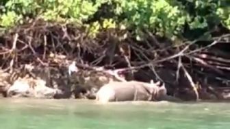 Fenomena Langka, Badak Bercula Satu Terekam Muncul di Pantai Ujung Kulon