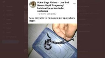 Ngenes, Sebut Seperti Digigit Semut Pria Ini Meninggal Usai Menangkap Ular