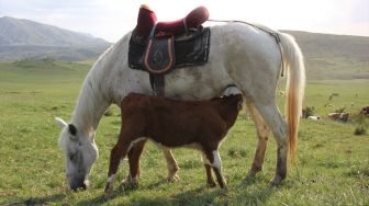 Anak Sapi Menyusu Kepada Kuda Betina