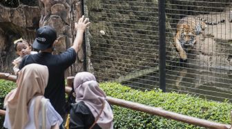 
Pengunjung melihat Harimau Benggala di Kebun Binatang Bandung (Bandung Zoological Garden), Bandung, Jawa Barat, Sabtu (27/6/2020). [ANTARA FOTO/M Agung Rajasa]