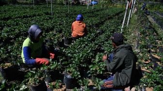 Petani merawat tanaman stroberi tempat wisata petik buah stroberi di kawasan Gunung Bromo, Probolinggo, Jawa Timur, Sabtu (27/6/2020). [ ANTARA FOTO/Zabur Karuru]