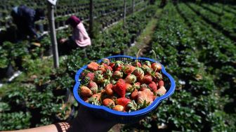 Pengunjung menunjukan buah stroberi yang dipetik di tempat wisata petik buah stroberi di kawasan Gunung Bromo, Probolinggo, Jawa Timur, Sabtu (27/6/2020).  [ANTARA FOTO/Zabur Karuru]