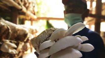 Petani memanen jamur tiram di Cipocok Jaya, Serang, Banten, Minggu (28/6). [ANTARA FOTO/Asep Fathulrahman]