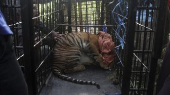 Warga memperhatikan seekor harimau sumatra (Panthera tigris sumatrae) di dalam perangkap di Jorong Baringin, Nagari Gantung Ciri, Kecamatan Kubung, Kabupaten Solok, Sumatera Barat, Senin (29/6). [ANTARA FOTO/Muhammad Arif Pribadi]