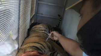 Dokter Hewan Pusat Rehabilitasi Harimau Sumatera Dhamasraya (PRHSD) Saruedi Simamora (kanan) menyuntikan obat bius kepada seekor harimau Sumatra (Panthera tigris sumatrae) di dalam kerangkeng di Jorong Baringin, Nagari Gantung Ciri, Kecamatan Kubung, Kabupaten Solok, Sumatera Barat, Senin (29/6). [ANTARA FOTO/Muhammad Arif Pribadi]