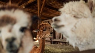 Peneliti: Nanobodi pada Alpaca Bisa Jadi Kunci Memerangi Covid-19