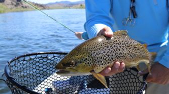 Tasmania Beri Rp 142 Juta Bagi yang Bisa Menangkap Ikan Trout, Tertarik?