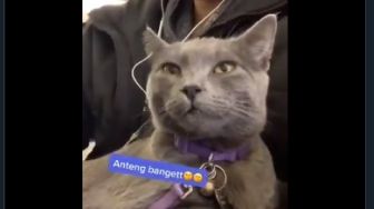 Gemes Nggak Ada Lawan, Kucing Ini Anteng Diajak Traveling Naik Pesawat