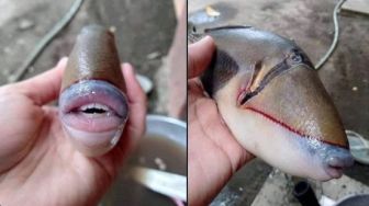 Bibir Ikan Kelewat Seksi, Warganet: Kutukan Anak Durhaka?