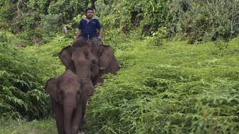 Gajah Liar Masuk Kampung Penyangga Hutan Way Kambas, Suami dan Istri Jadi Korban